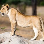 A young lion standing in profile on a termite mound, with spots still visible on its belly and legs