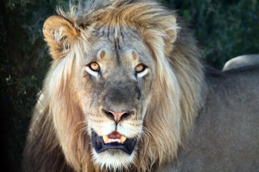 Head-on portrait of a male lion with a thick blond mane, his mouth slightly open and his amber eyes fixed on the camera, dark foliage behind