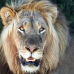 Head-on portrait of a male lion with a thick blond mane, his mouth slightly open and his amber eyes fixed on the camera, dark foliage behind
