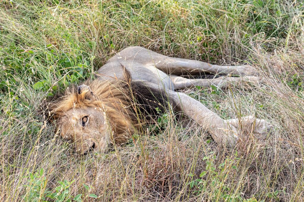 A dark-maned male lion lying on his side in tall green grass, one eye open toward the camera and his legs stretched out
