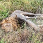 A dark-maned male lion lying on his side in tall green grass, one eye open toward the camera and his legs stretched out