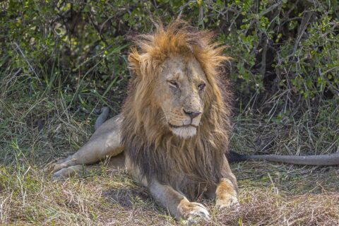A male lion lying in the grass in front of a bush, its thick mane tousled by the wind, eyes half closed