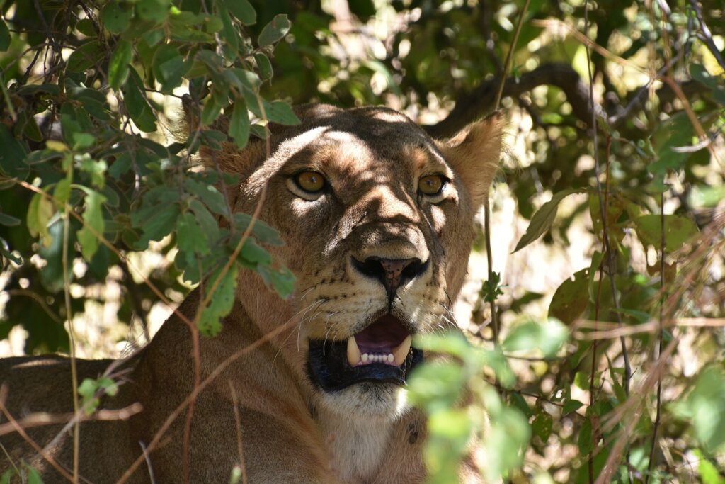 The face of a lioness in the shade of a bush, mouth half open and amber eyes, framed by green leaves