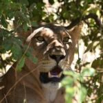 The face of a lioness in the shade of a bush, mouth half open and amber eyes, framed by green leaves