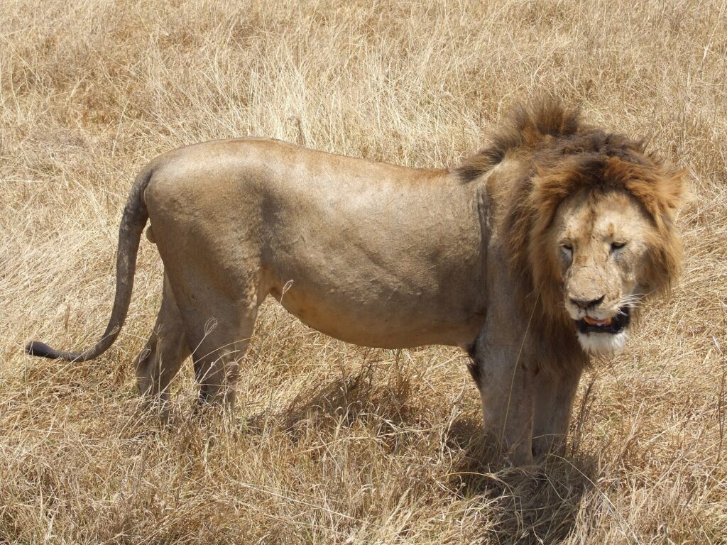 A dark-maned male lion standing in profile in dry grass, its head turned toward the camera