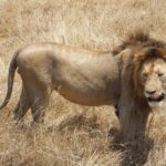 A dark-maned male lion standing in profile in dry grass, its head turned toward the camera