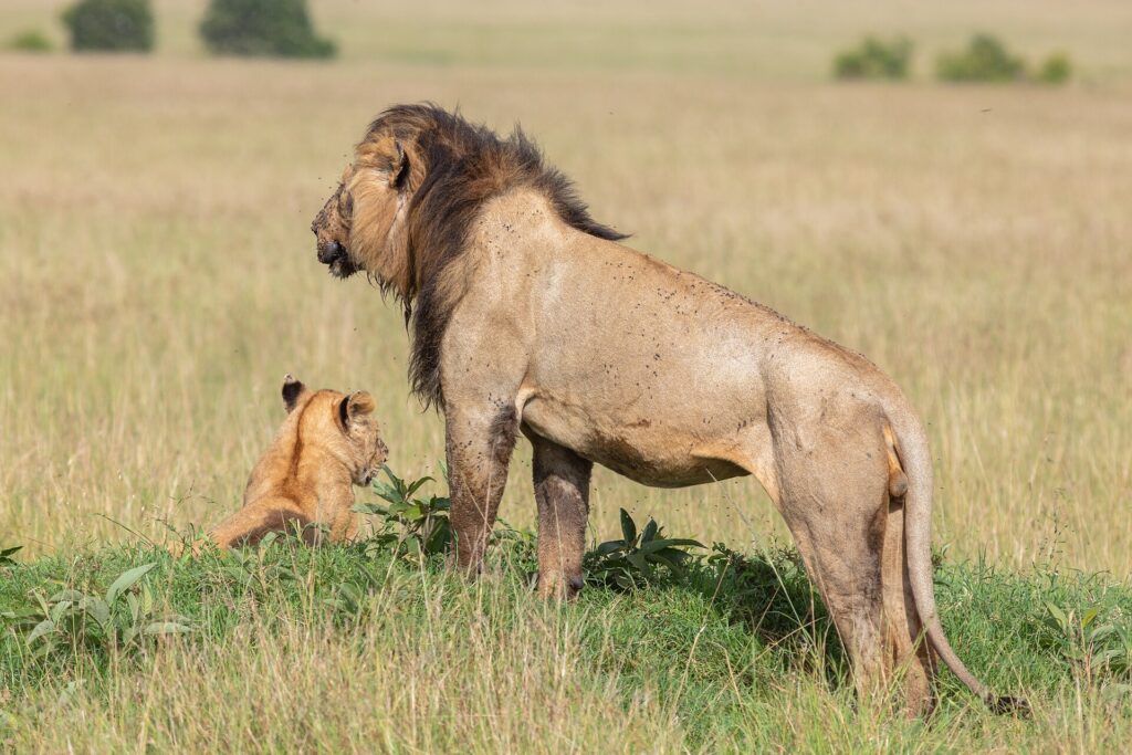 A dark-maned male lion, standing in profile and covered in flies, looks out over the plain next to a cub sitting in the grass