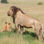 A dark-maned male lion, standing in profile and covered in flies, looks out over the plain next to a cub sitting in the grass