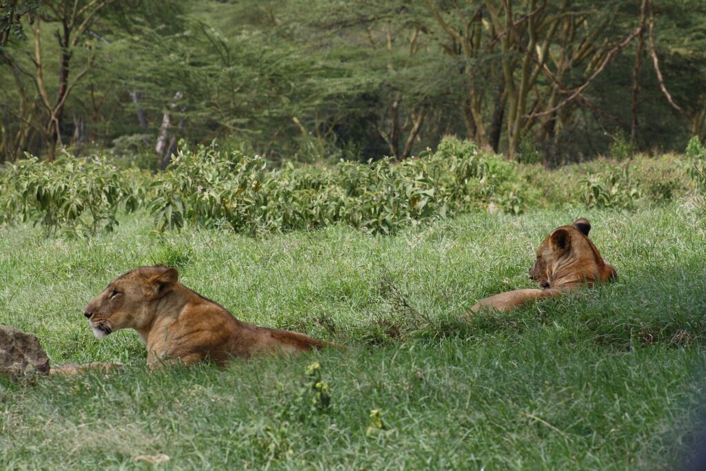 Two lionesses lying in tall green grass, one in profile, in front of a wood of yellow-barked acacias
