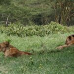 Two lionesses lying in tall green grass, one in profile, in front of a wood of yellow-barked acacias