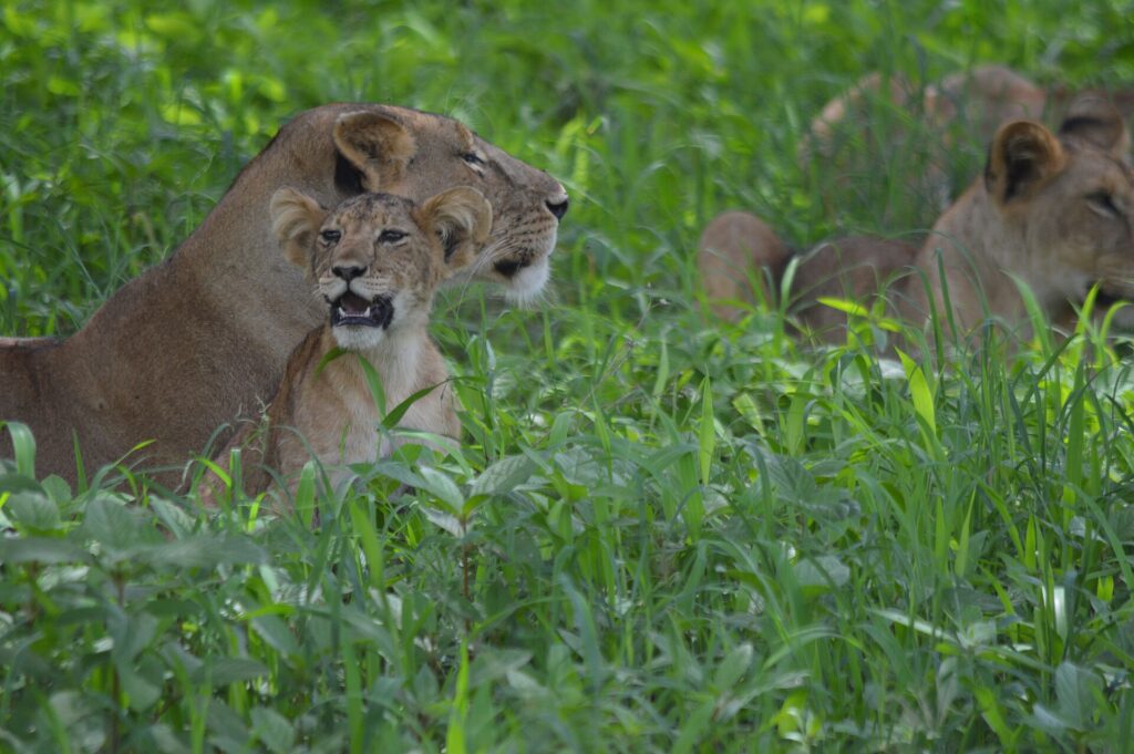 A lioness lying in tall green grass, a cub pressed against her with its mouth open, a second lioness behind