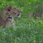 A lioness lying in tall green grass, a cub pressed against her with its mouth open, a second lioness behind