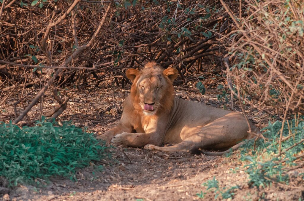 A young male lion lying under a thorny thicket licks its nose, with scars on its muzzle