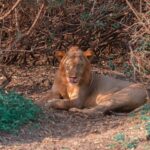 A young male lion lying under a thorny thicket licks its nose, with scars on its muzzle