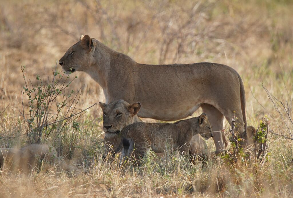 A lioness standing in profile in dry grass, a second one lying down and a cub at her feet