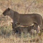 A lioness standing in profile in dry grass, a second one lying down and a cub at her feet