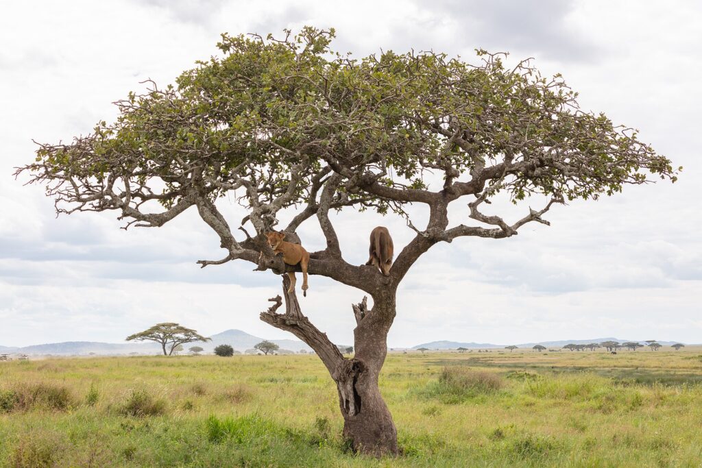 Two lions lying on the branches of a large lone tree, above a plain of green grass
