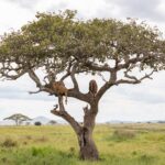 Two lions lying on the branches of a large lone tree, above a plain of green grass