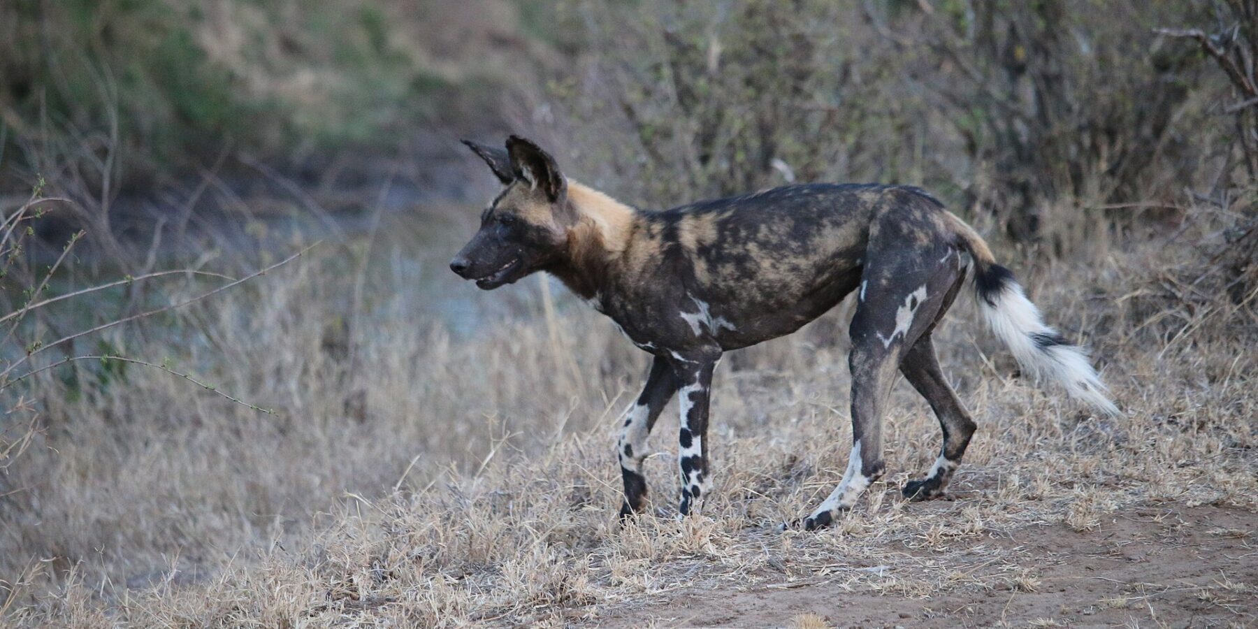 An African wild dog walks in profile through dry grass, its coat mottled black, tan and cream, its big round ears pricked and its tail tipped with white
