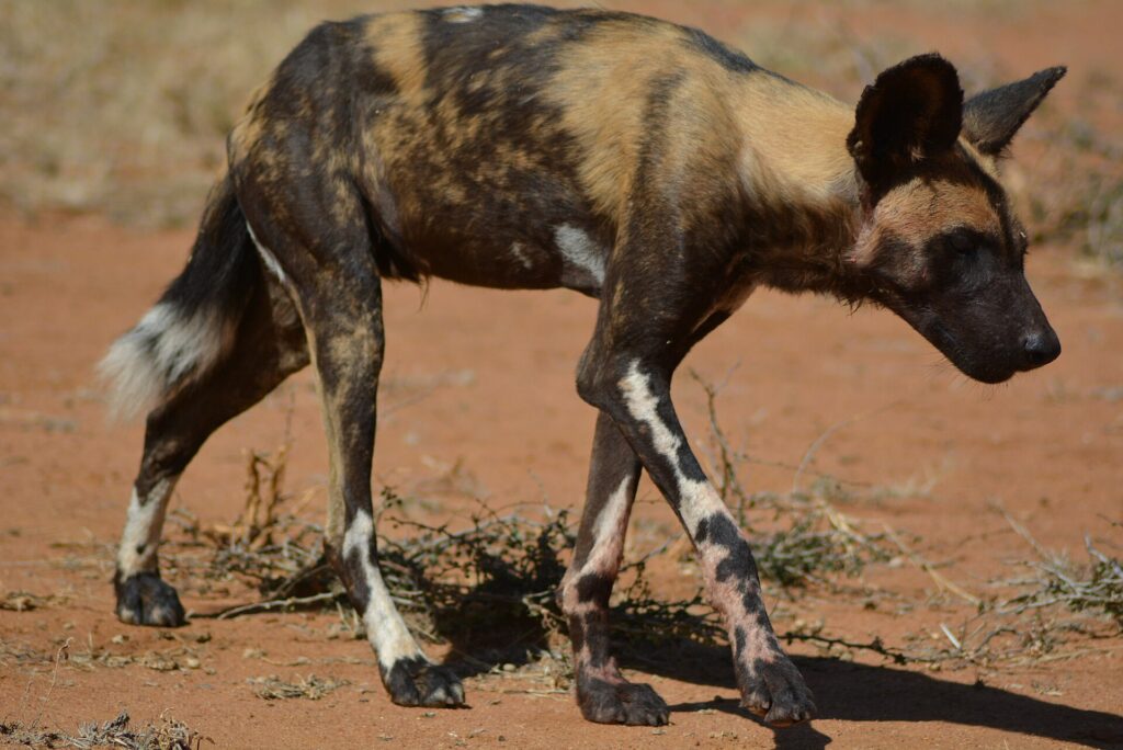 A thin African wild dog walks head down on red earth, its coat tan and black, its legs splashed with white
