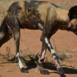 A thin African wild dog walks head down on red earth, its coat tan and black, its legs splashed with white