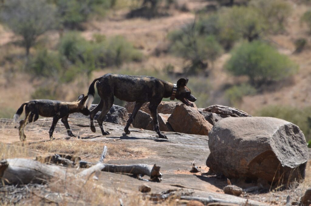 Two African wild dogs cross a slab of rock, the one in front wearing a GPS collar, with a dry hill and bushes behind