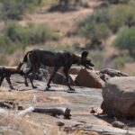Two African wild dogs cross a slab of rock, the one in front wearing a GPS collar, with a dry hill and bushes behind