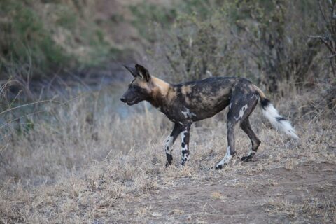 An African wild dog walks in profile through dry grass, its coat mottled black, tan and cream, its big round ears pricked and its tail tipped with white