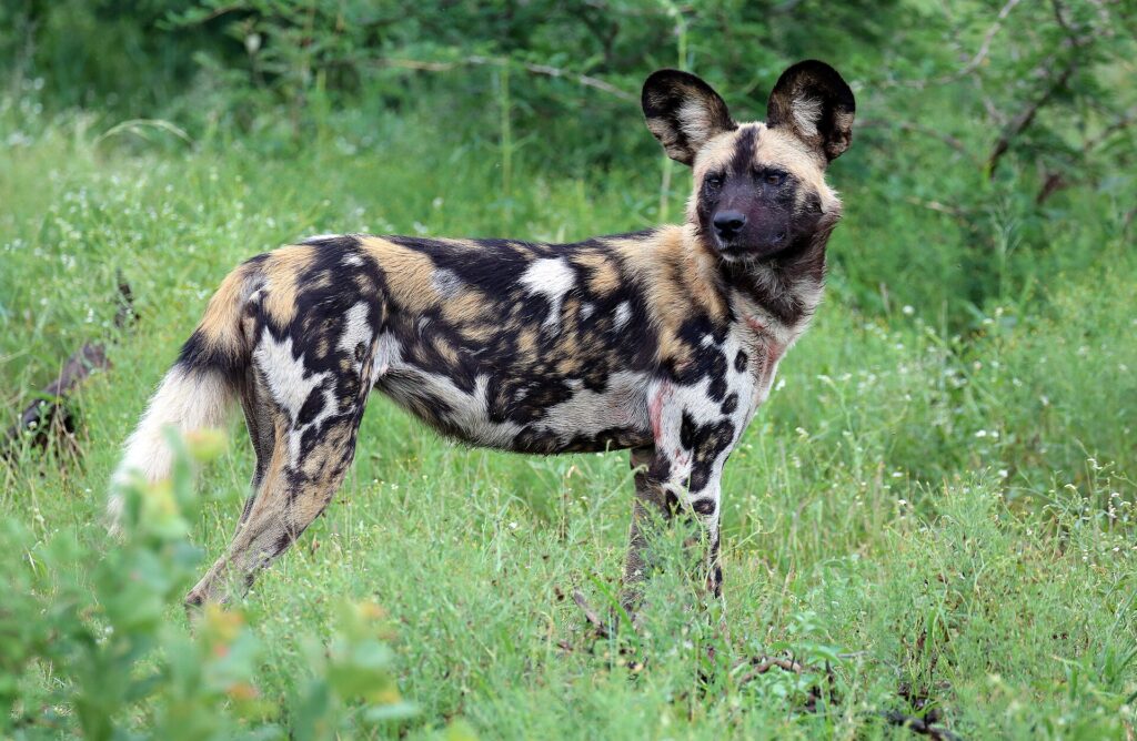 A wild dog standing in tall grass looks back toward the camera, its large round ears pricked and its coat mottled black, tan and white