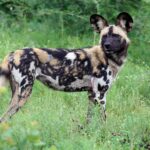A wild dog standing in tall grass looks back toward the camera, its large round ears pricked and its coat mottled black, tan and white
