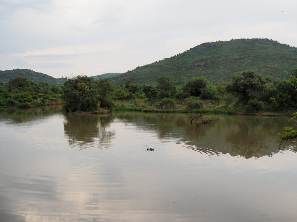 A hippo's head breaks the surface in the middle of the calm brown water of Mankwe Dam, trees on the shore and a green crater hill behind