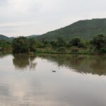 A hippo's head breaks the surface in the middle of the calm brown water of Mankwe Dam, trees on the shore and a green crater hill behind