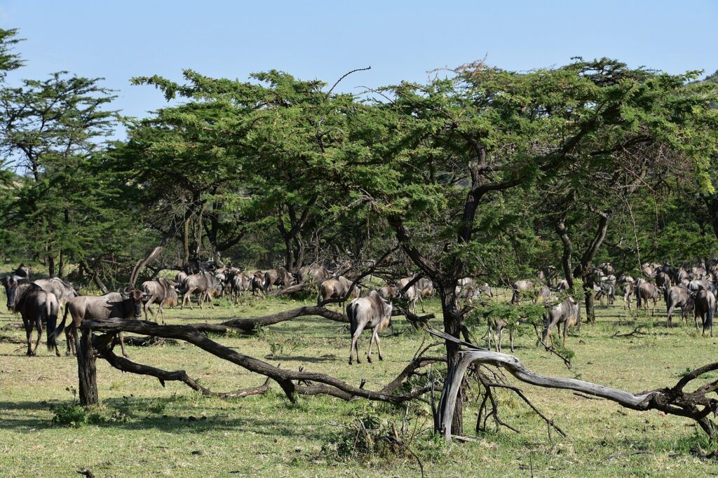 A herd of wildebeest passes under acacias, between dead branches lying in the grass