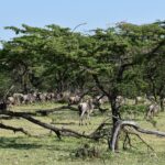 A herd of wildebeest passes under acacias, between dead branches lying in the grass