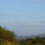 Three yellow and black hot-air balloons float in a pale blue sky above the green bush, the crater hills on the horizon