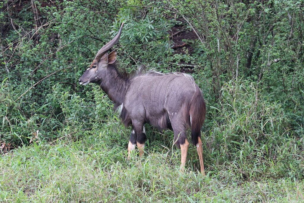 A male nyala in profile in green vegetation, with a shaggy gray-brown coat, spiral horns with pale tips, white spots on the cheek and tan lower legs