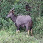 A male nyala in profile in green vegetation, with a shaggy gray-brown coat, spiral horns with pale tips, white spots on the cheek and tan lower legs