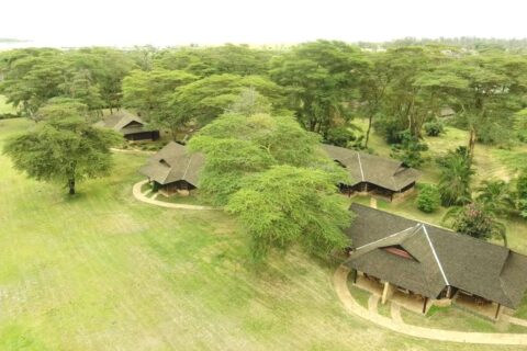 The thatched roofs of Ol Tukai Lodge among the acacias, in Amboseli National Park