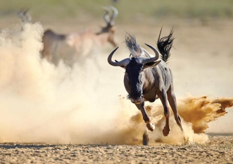 A wildebeest galloping through the dust, with antelopes behind it