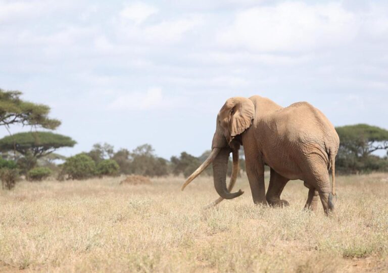 An elephant with long tusks in the dry grass, in front of acacias