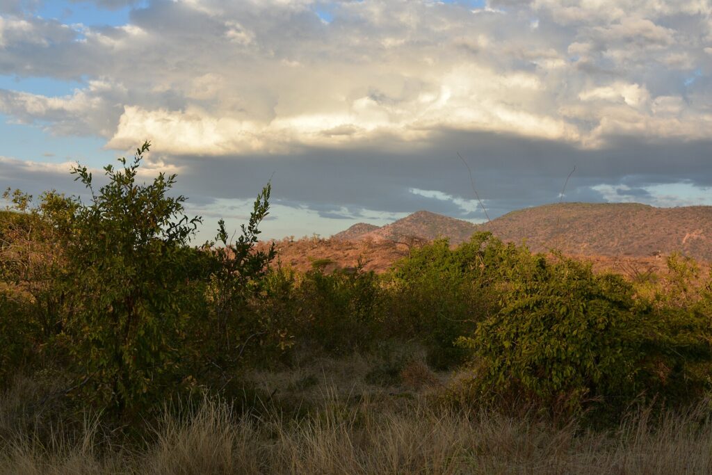 Green bushes and dry grass in front of red hills lit by the evening sun, under a large cloud