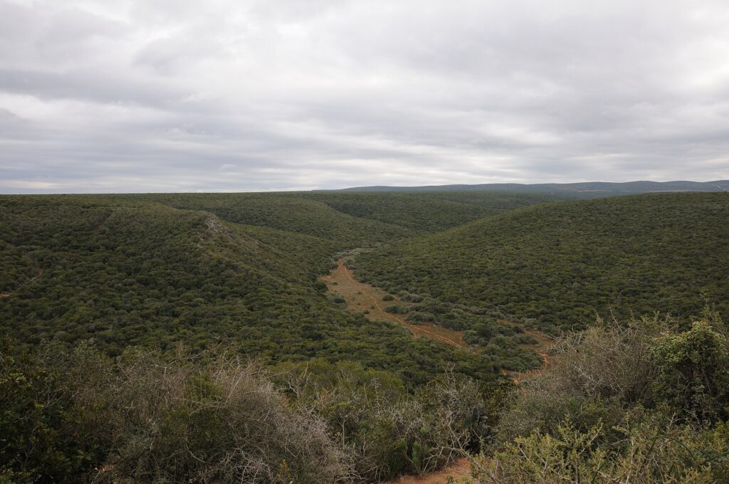 Wide view of hills covered in dense green thicket under a gray sky, with a small pale valley and a dirt track in the middle