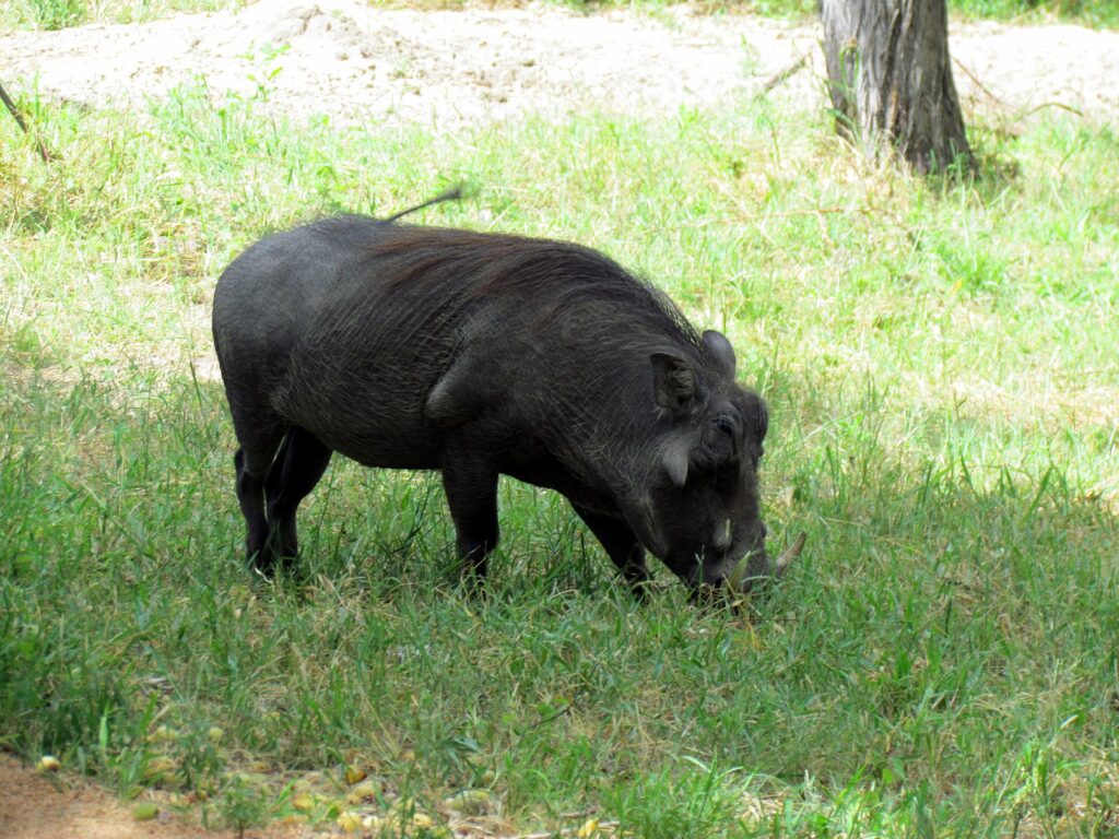 A dark-coated warthog grazes head down in green grass, its tail raised and its curved tusks visible, a tree trunk behind it