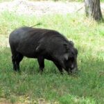 A dark-coated warthog grazes head down in green grass, its tail raised and its curved tusks visible, a tree trunk behind it