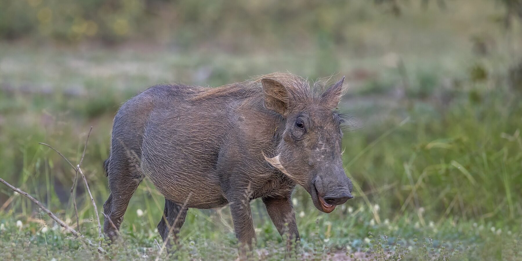 A gray warthog with a blond mane stands in green grass, its head turned toward the camera, its small tusks and pale whiskers clearly visible