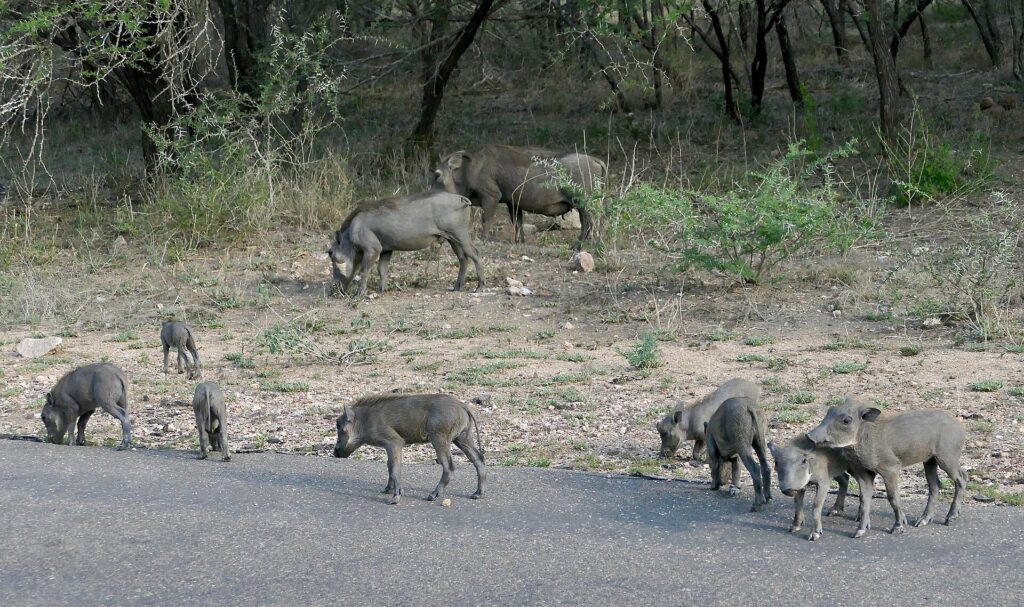 A warthog family, two adults and five young, grazes beside a paved road in front of dry bush