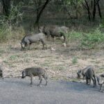 A warthog family, two adults and five young, grazes beside a paved road in front of dry bush