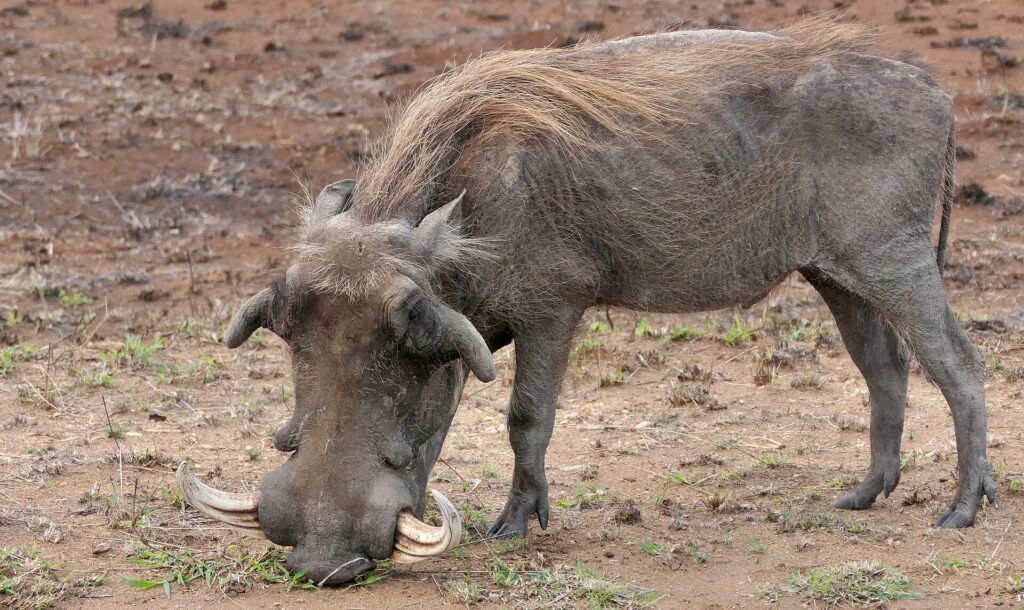 A big male warthog kneeling on its front legs grazes new grass on bare ground, its large curved tusks and blond mane clearly visible