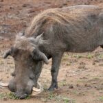 A big male warthog kneeling on its front legs grazes new grass on bare ground, its large curved tusks and blond mane clearly visible