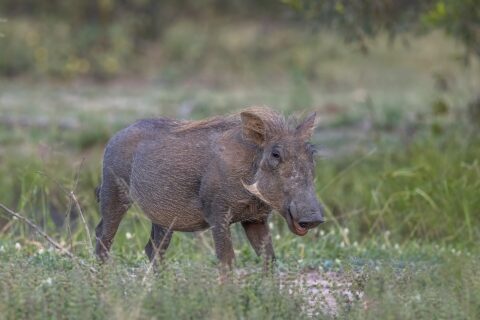 A gray warthog with a blond mane stands in green grass, its head turned toward the camera, its small tusks and pale whiskers clearly visible